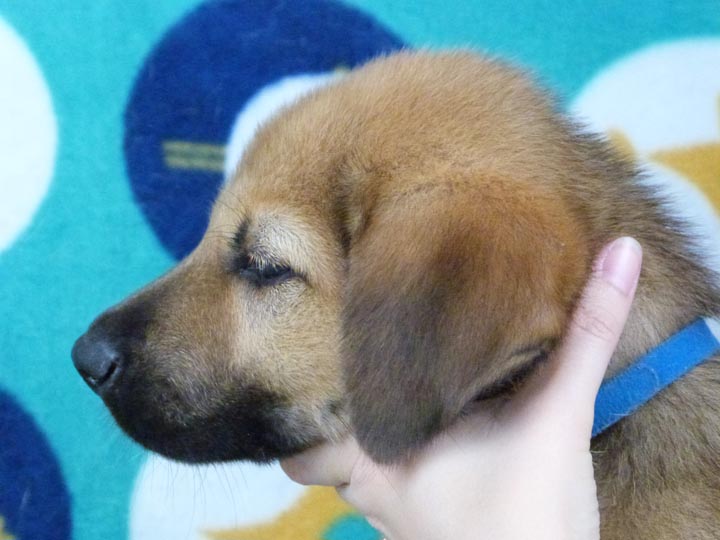 chinook puppy